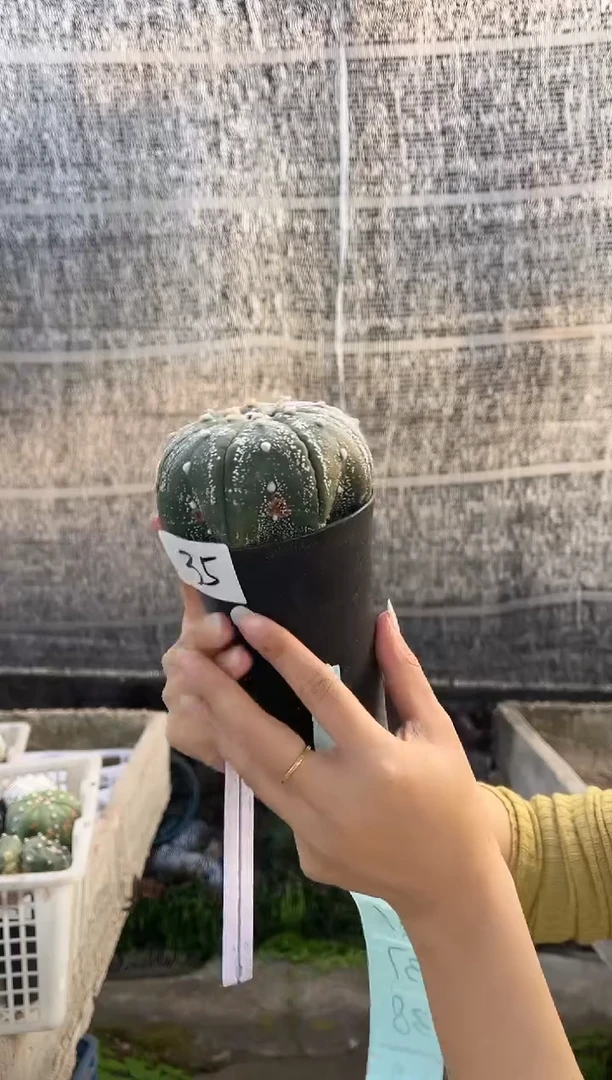 一物一拍35号   1