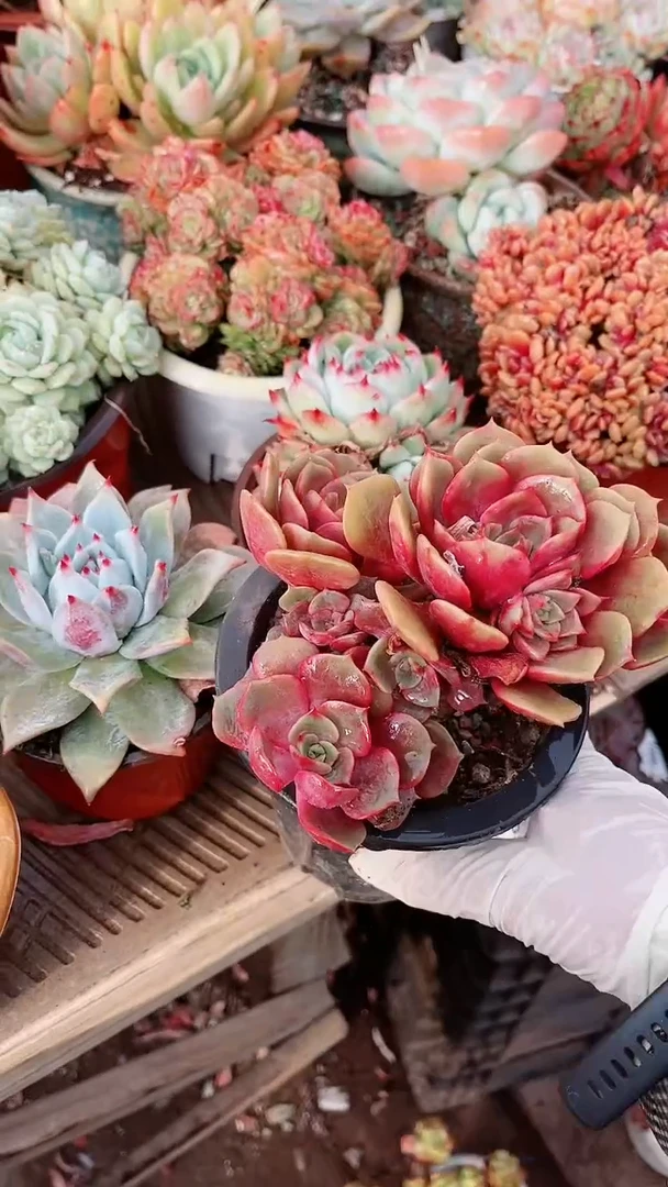 【闪购商品】13139