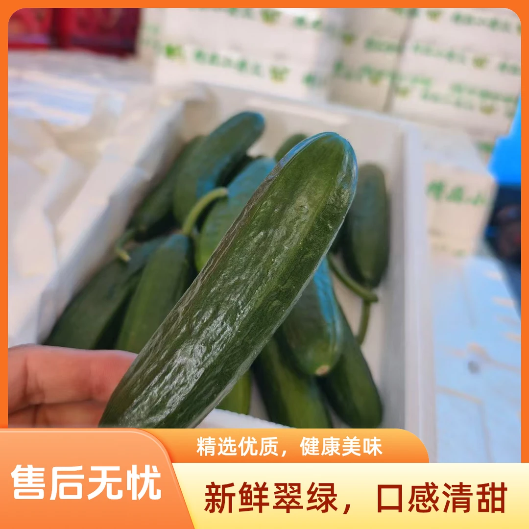 《大远》水果小黄瓜京东包邮《一箱净两斤》