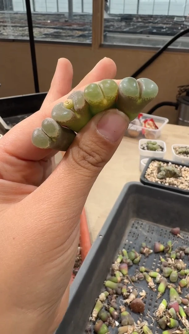 25-51多肉植物肉锥