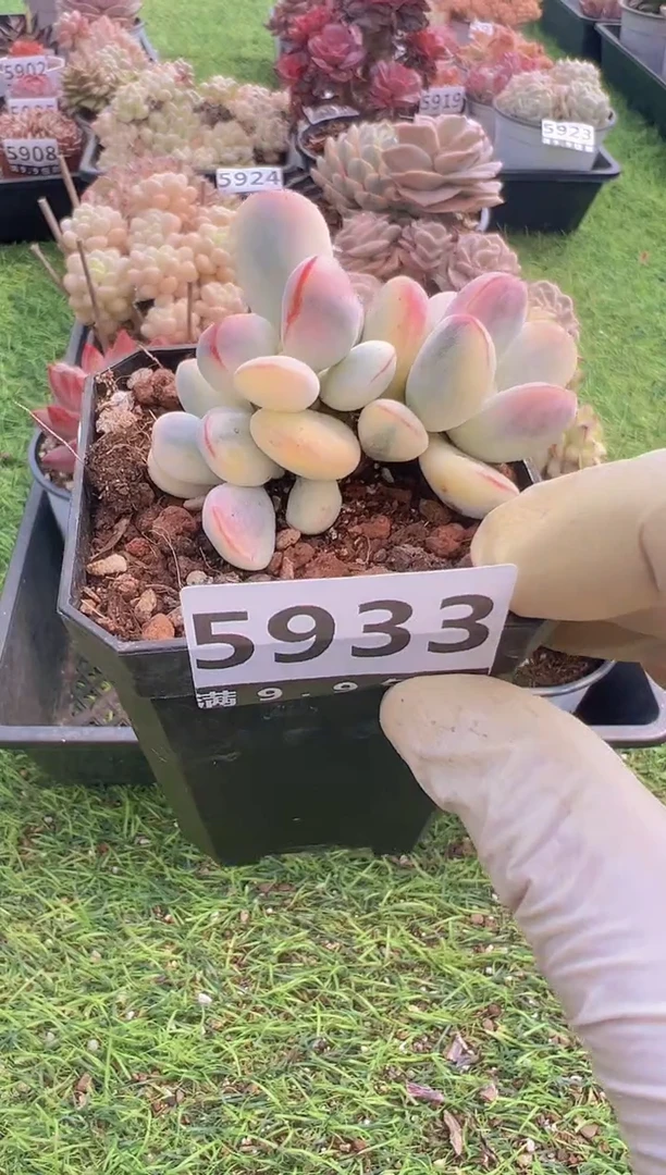 【闪购商品】信福多肉一物一拍