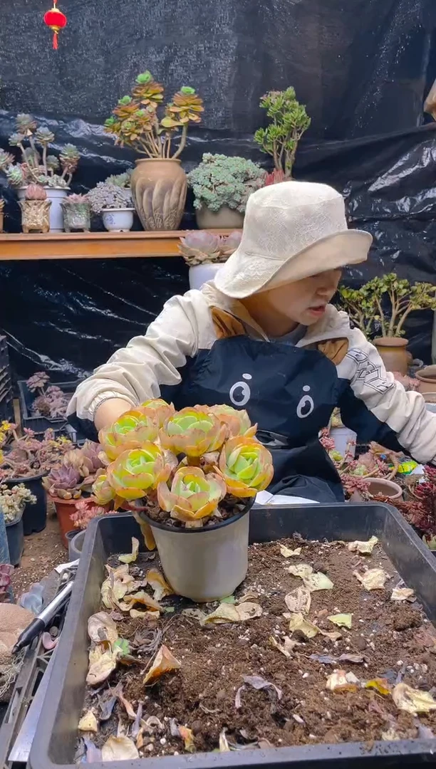【闪购商品】4号碧桃
