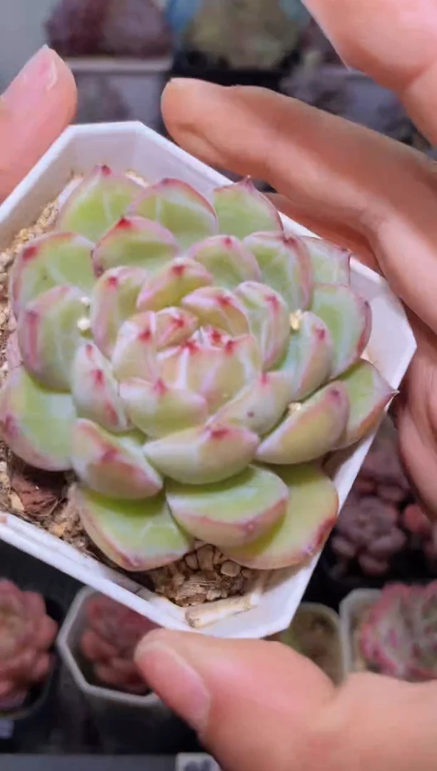 【闪购商品】175雪花珍妮多肉