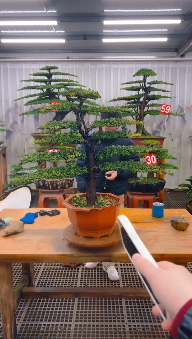 无花朵精品盆景直播间一物一拍