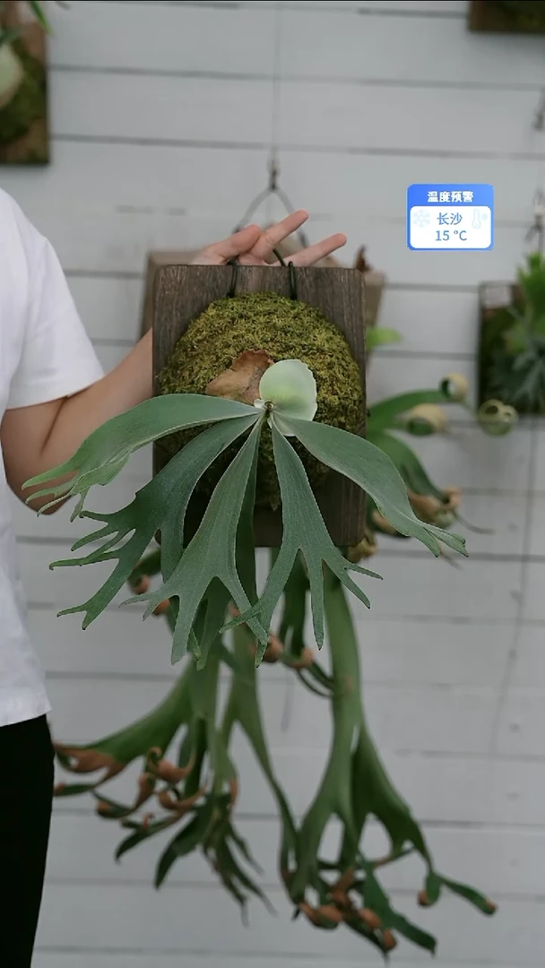 完全开放A770黄月