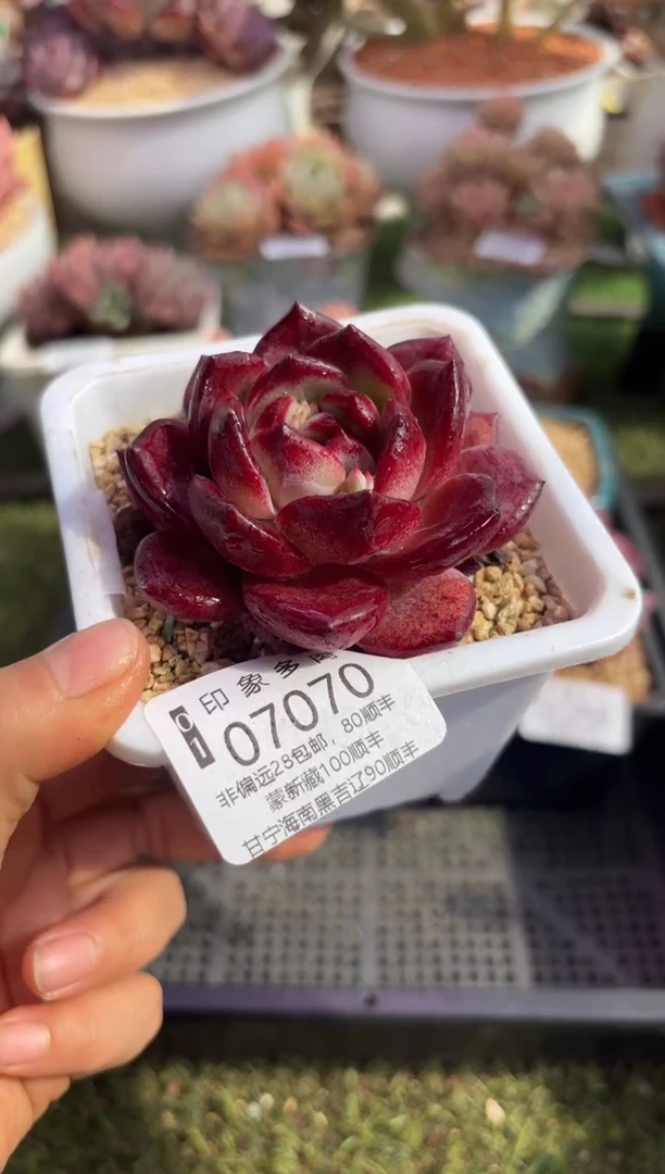 【闪购商品】07070