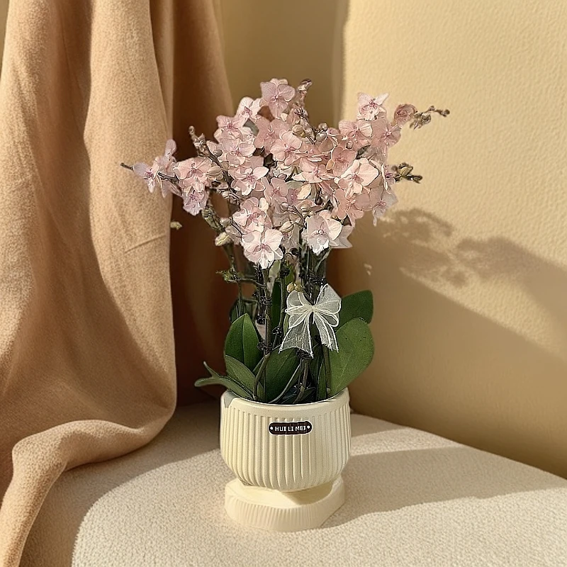 鲜花【梦幻美人鱼】蝴蝶兰室内种植观赏送礼带花喷色工艺 发货