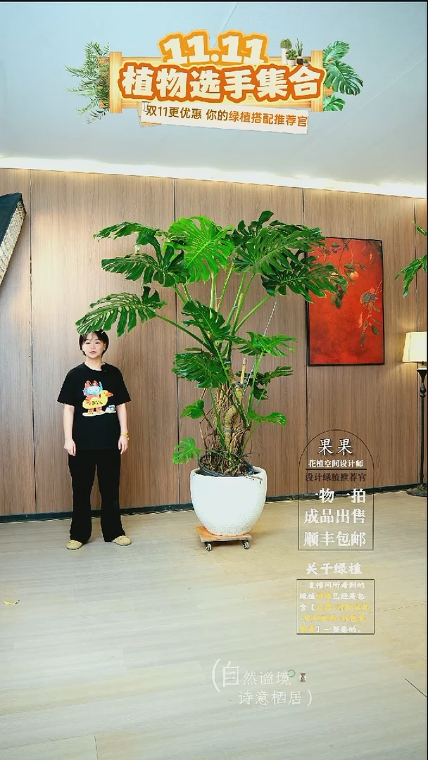 完全开放大*子20年以上老桩龙鳞春雨一整套