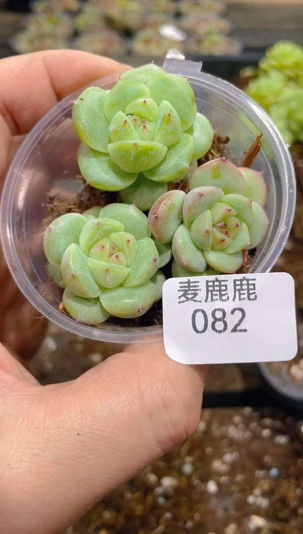 082孤品
