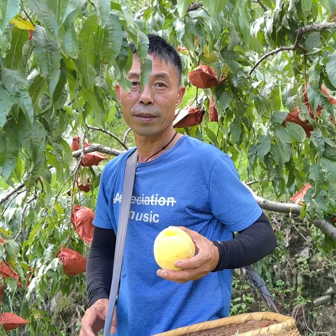 江西永丰上溪高山黄桃当季现摘水果新鲜脆甜多汁桃子【顺丰冷链】