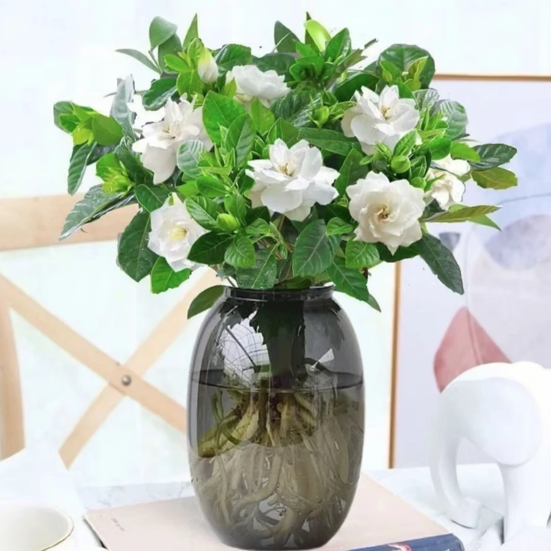 丛生香水重瓣栀子花盆栽室内花卉四季好养带花苞水培土培