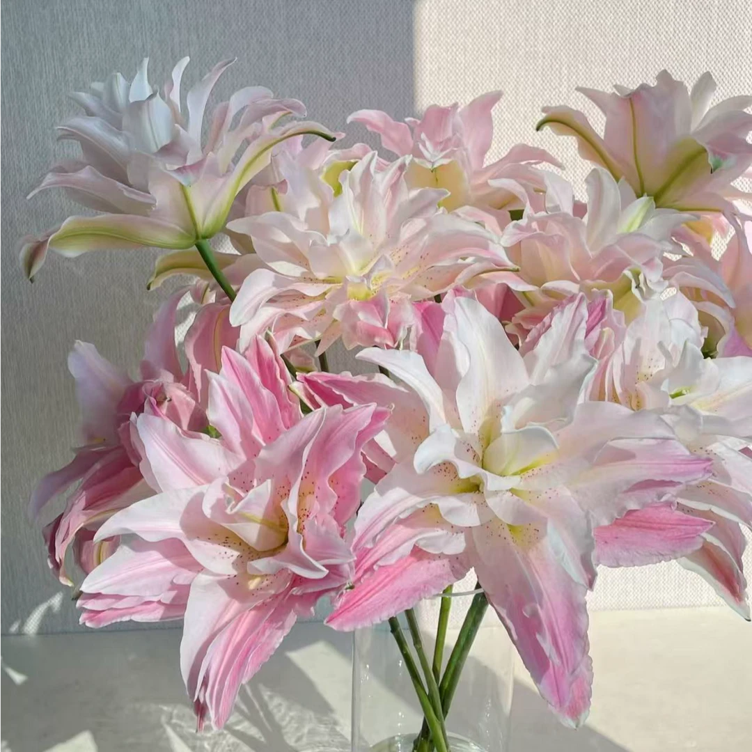 【陌上花开】三头上花和合-重瓣百合