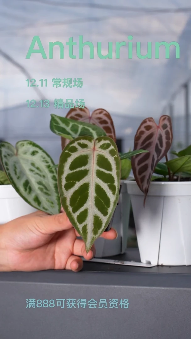 完全开放灰杂红刷