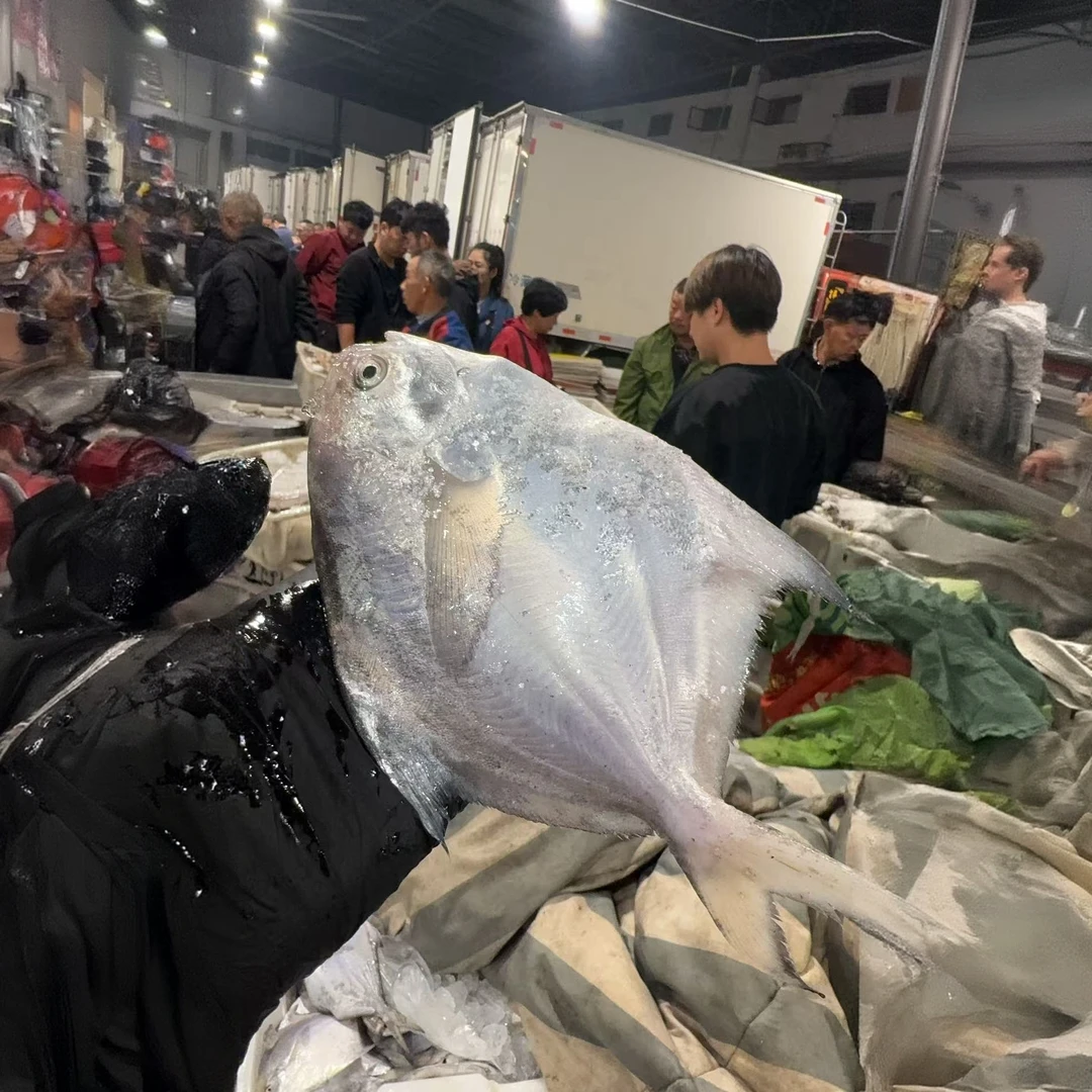 【4斤鲳鱼】台州本港野生流网海捕白鲳银鲳顺丰包邮