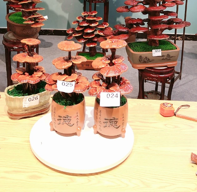 多层真灵芝盆景适合客厅卧室等摆放的国风绿植盆栽