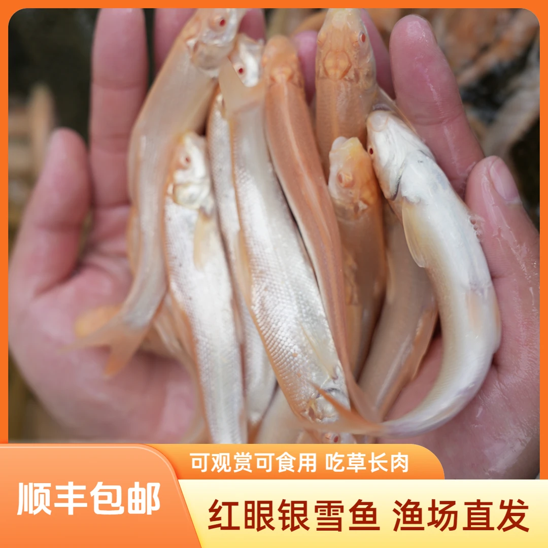 【活体】红眼银雪鱼（8-13cm）观赏鱼淡水鱼冷水鱼