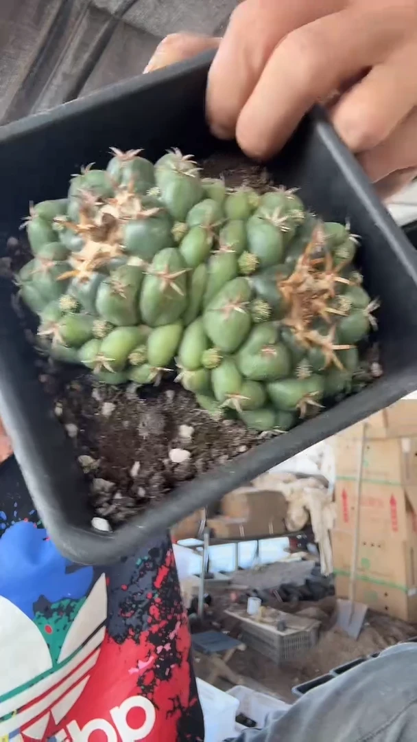 双头象牙配货看图55.99