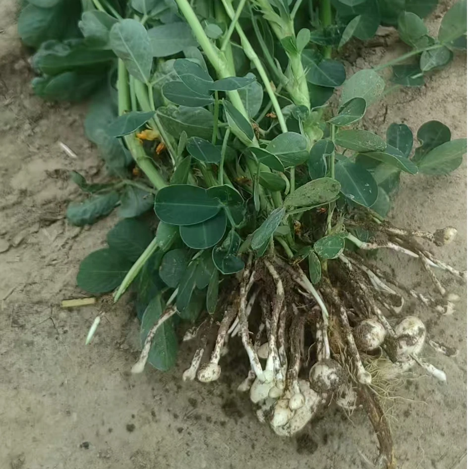 【李真农资】花生微控促花促针方案