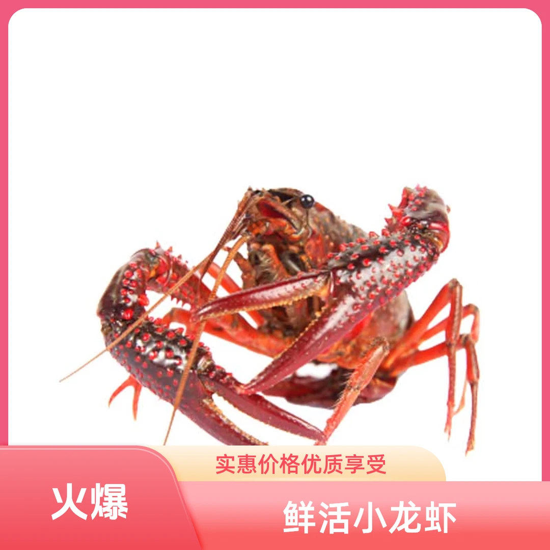 鲜活小龙虾中号480-500g小龙虾制品小龙虾制品小龙虾制品