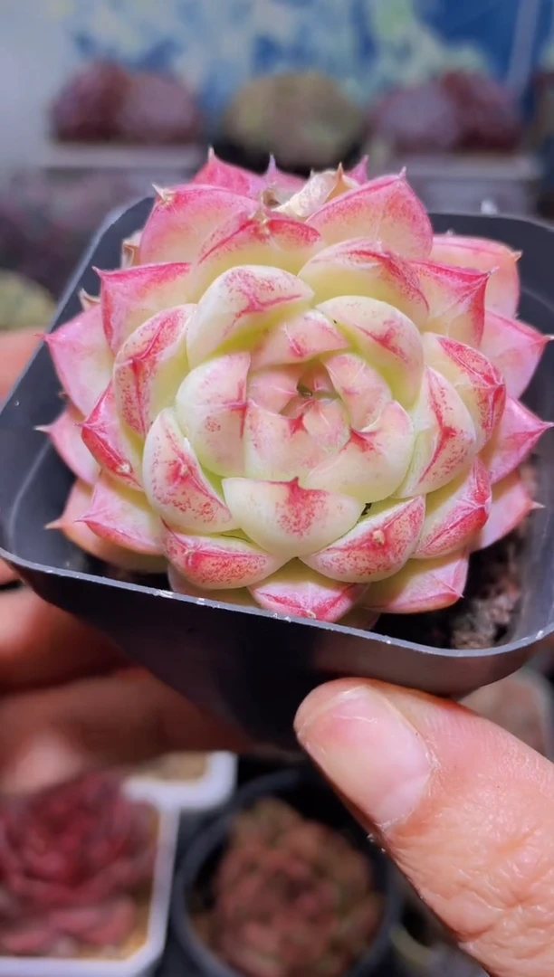 【闪购商品】350超女多肉