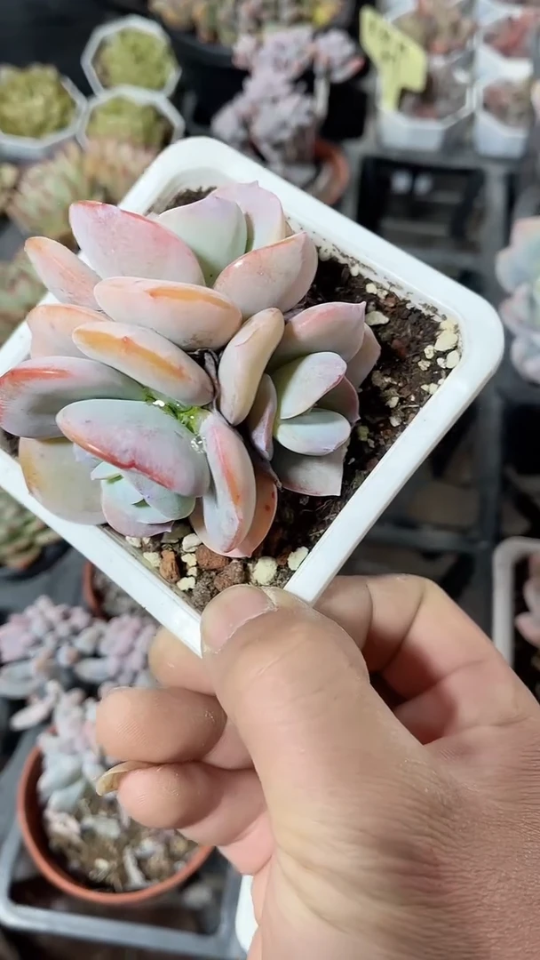 三头奶茶精品多肉