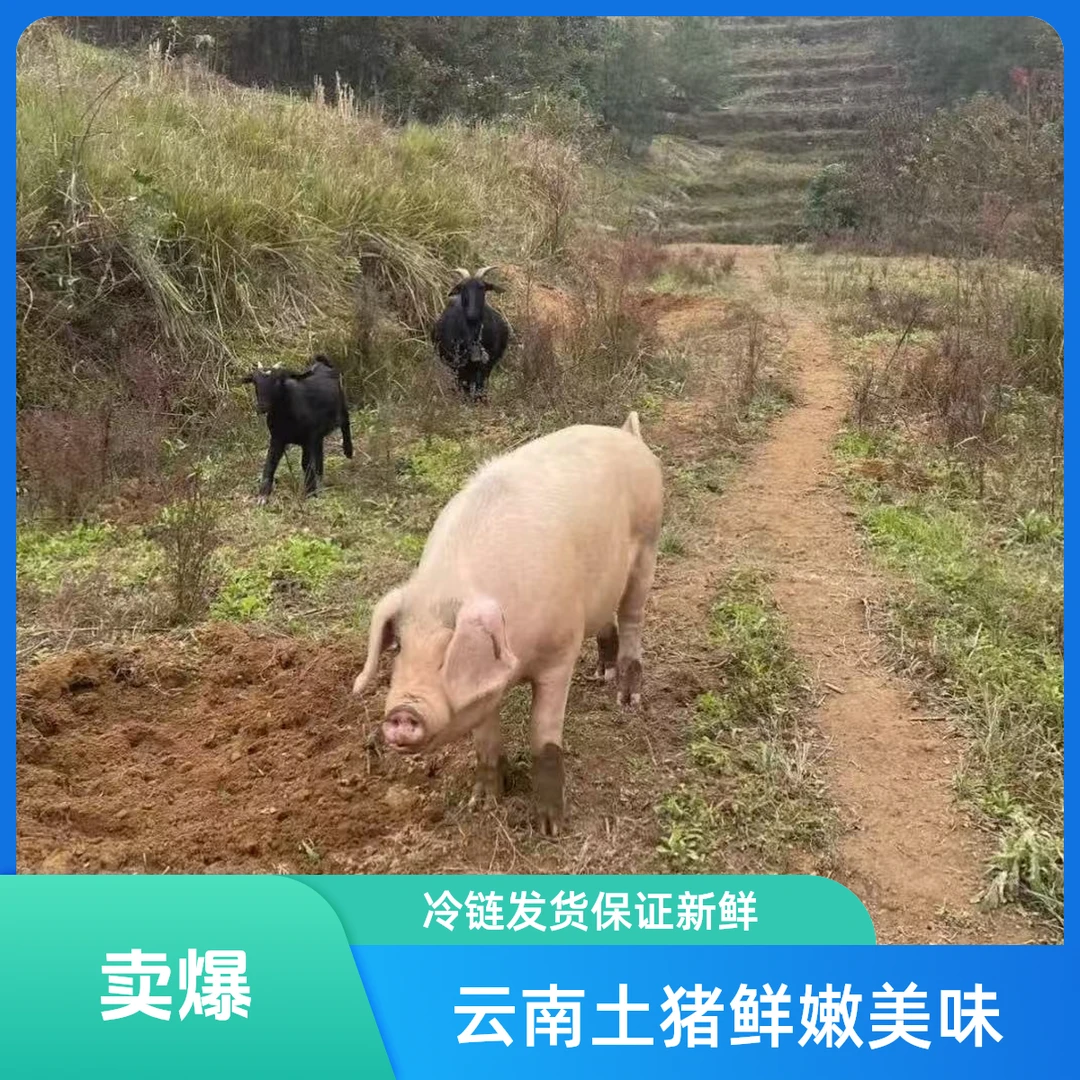 【冷链发货】云南土猪一单一拍猪肉