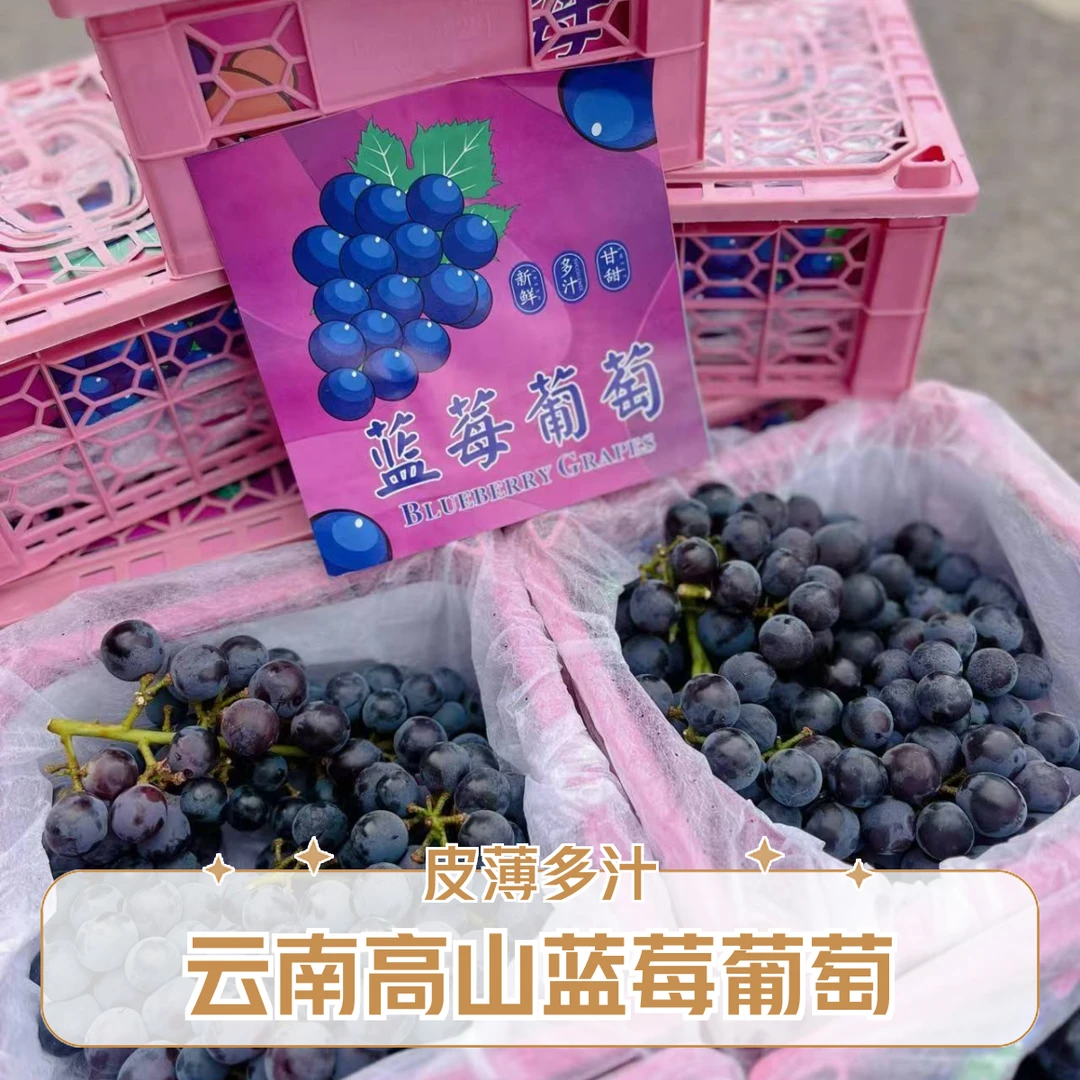 【依依宠粉 顺丰冷链包邮到家】云南高山蓝莓葡萄 2.5斤装 应季水果 皮薄多汁葡萄同城送云南省