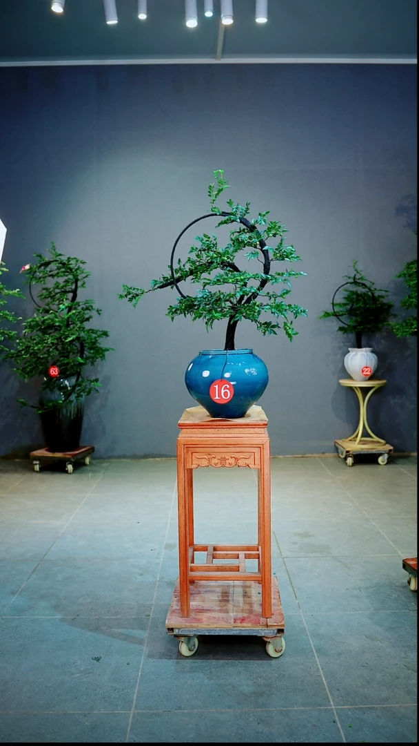 当前无花朵，栽培后可花朵真*一物一拍绿植