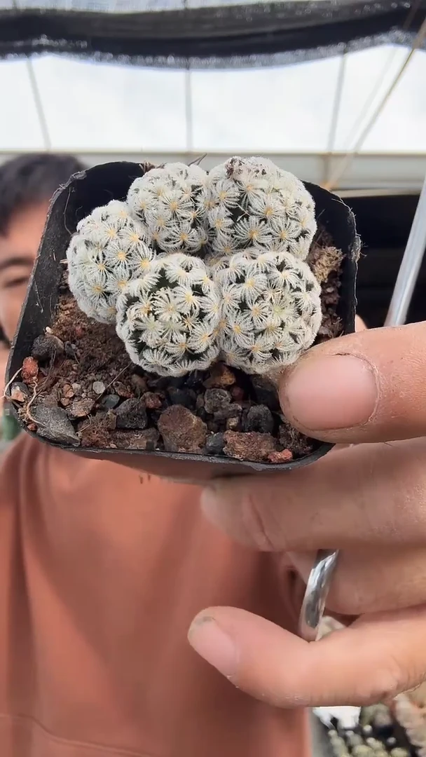 杜微丸多头9.99   配货看图