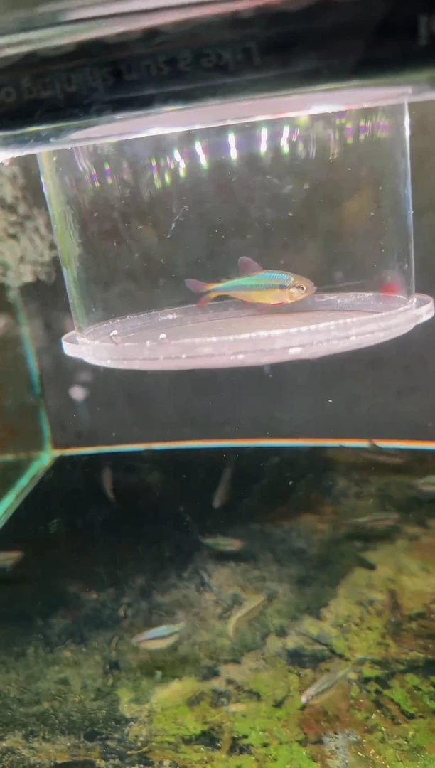 灯科鱼黄彩蓝缎带*1