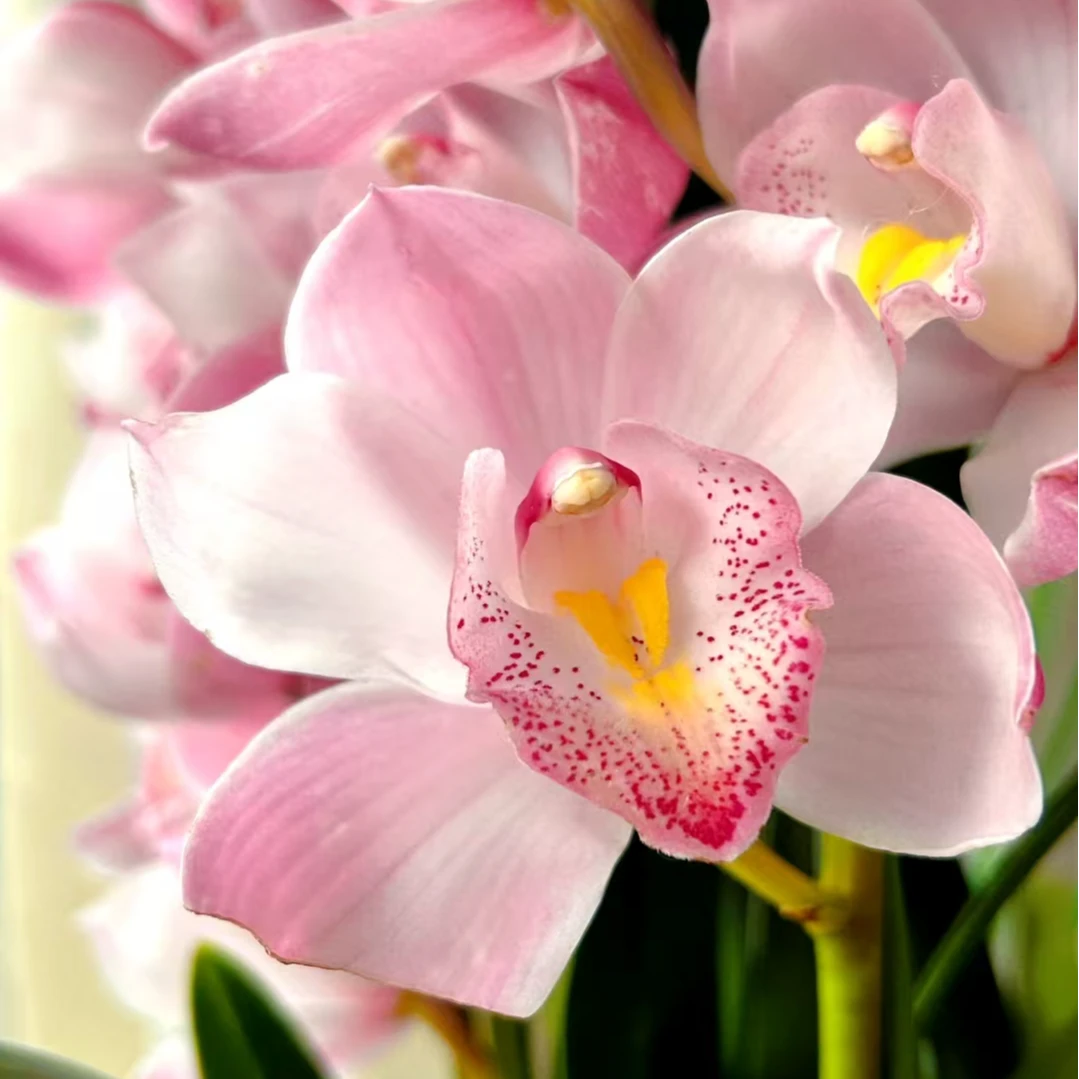 【爱恋切花】粉色  室内瓶插超长花期ins风室内高端花材