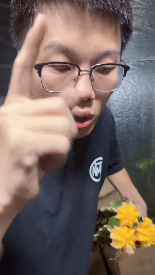 3颗 黄牡丹自然锦【嫁接】