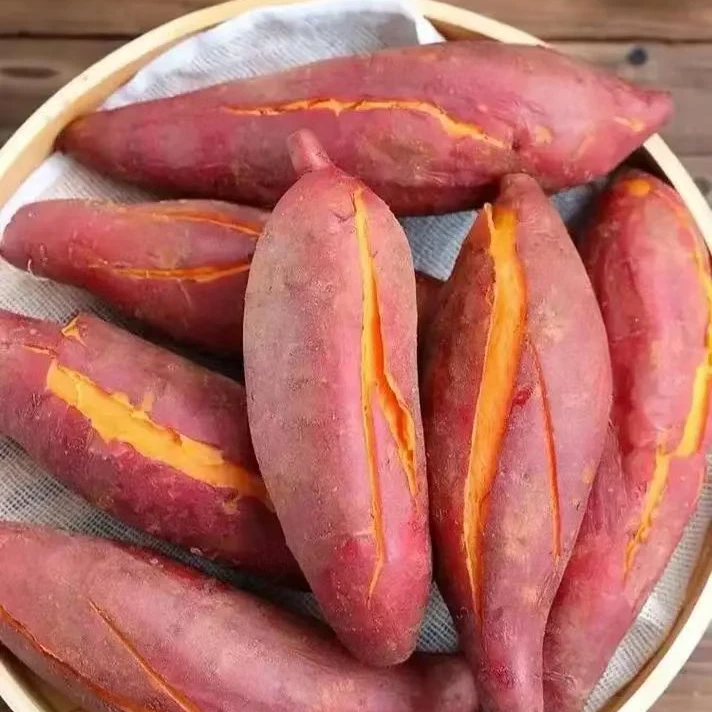 【赤诚甄选】内蒙古25年正宗新鲜沙地甜糯板栗蜜薯，西瓜红蜜薯