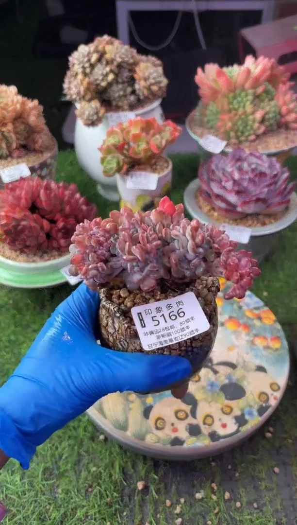 昆明印象多肉5166