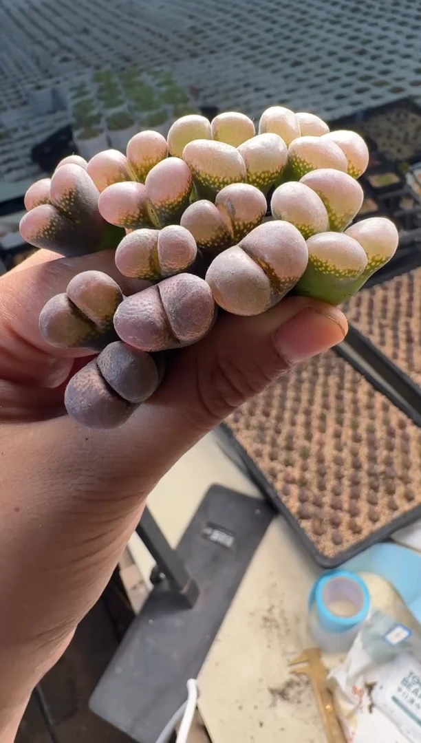 13-126多肉植物一颗