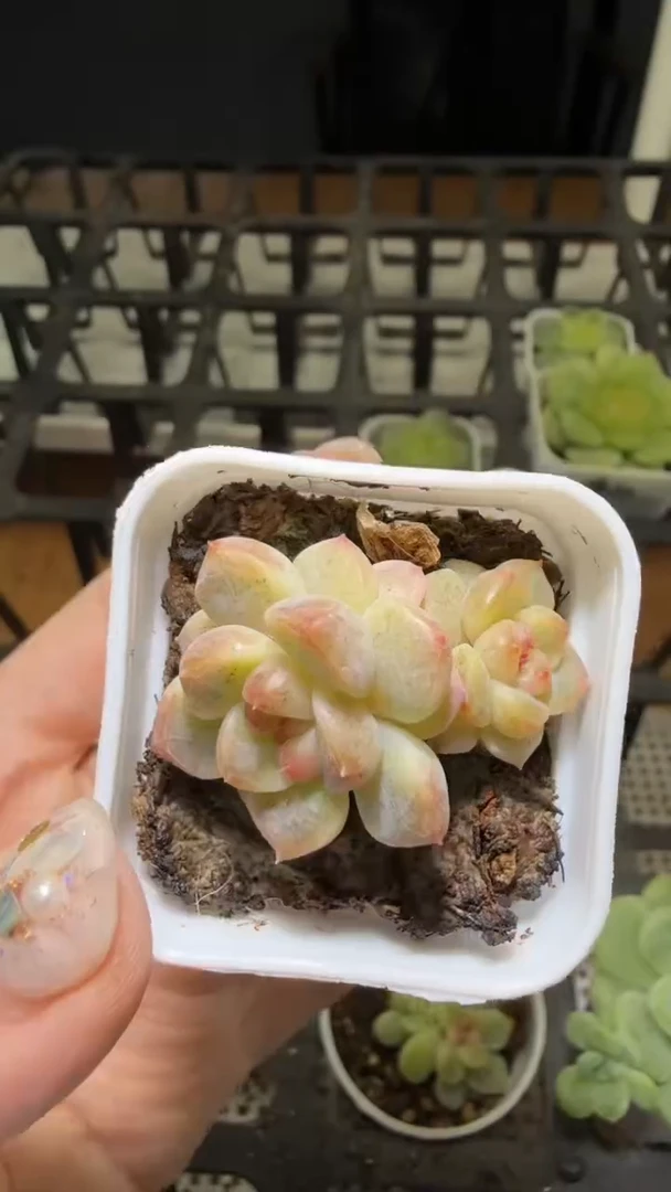 1611  美人多肉植物