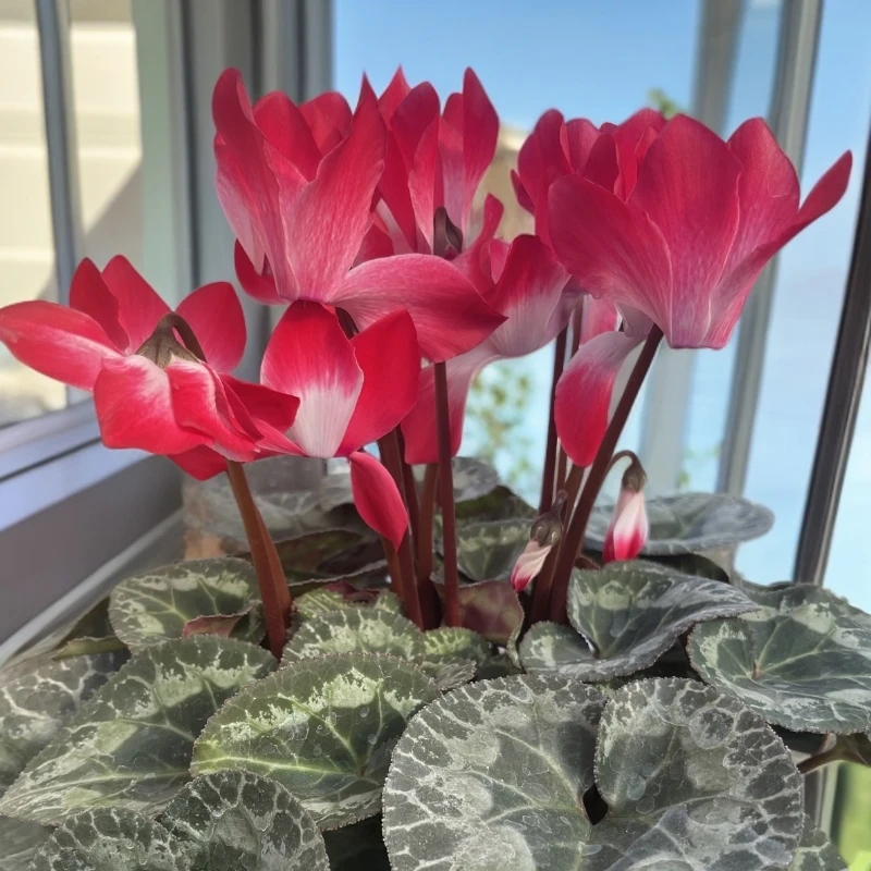 F1代仙客来音迪卡正红色0. 5加仑盆颜色艳丽带花带花苞发货