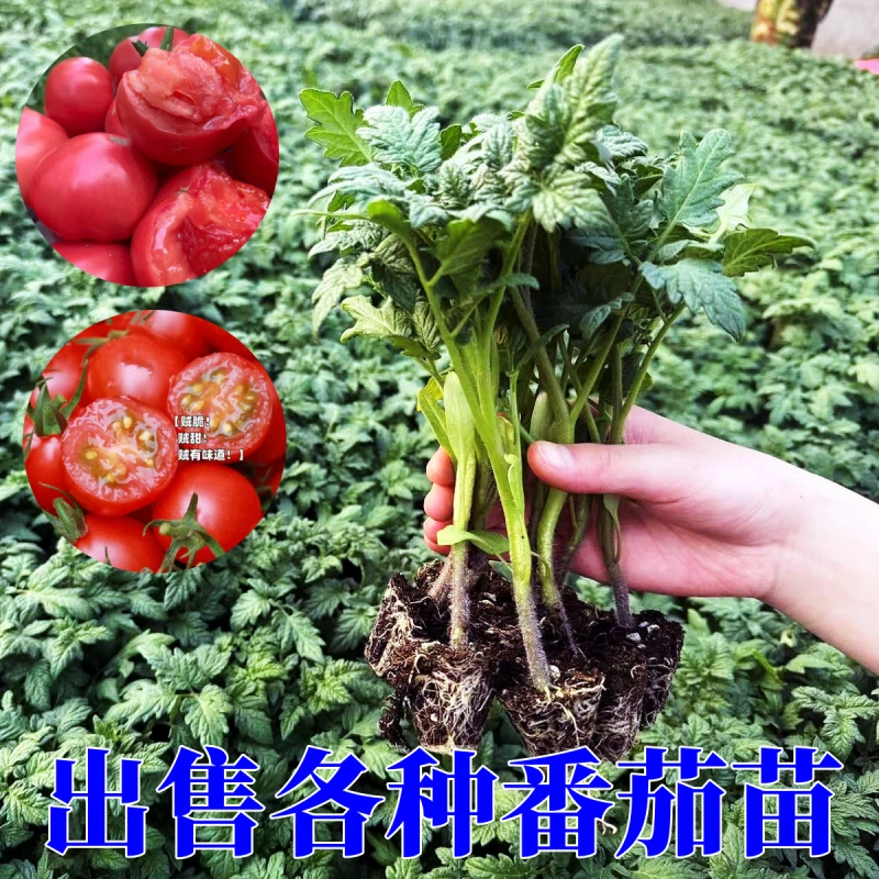 瀑布番茄种子四季圣女果春季千禧籽阳台盆栽蔬菜种孑小西红柿苗