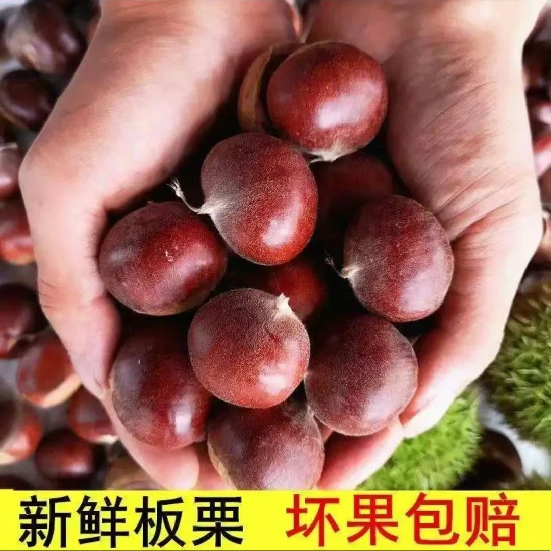 【买三斤送两斤】现摘现发老品种板栗香糯可口送开口器