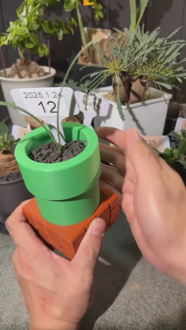 【闪购商品】圣诞老人全能花1.24.12