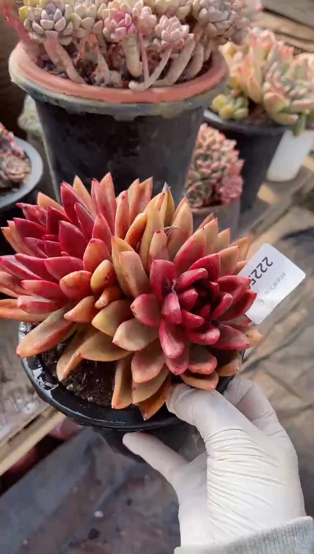 【闪购商品】22259