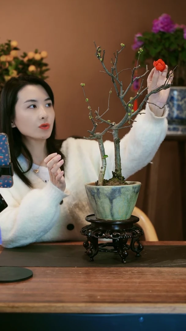 【闪购商品】盆景海棠花