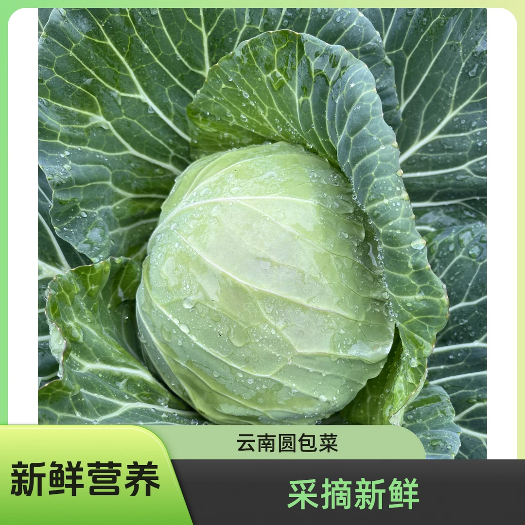 高原精品优质圆包菜露天种植新鲜采摘健康营养绿甘蓝云南深山环保