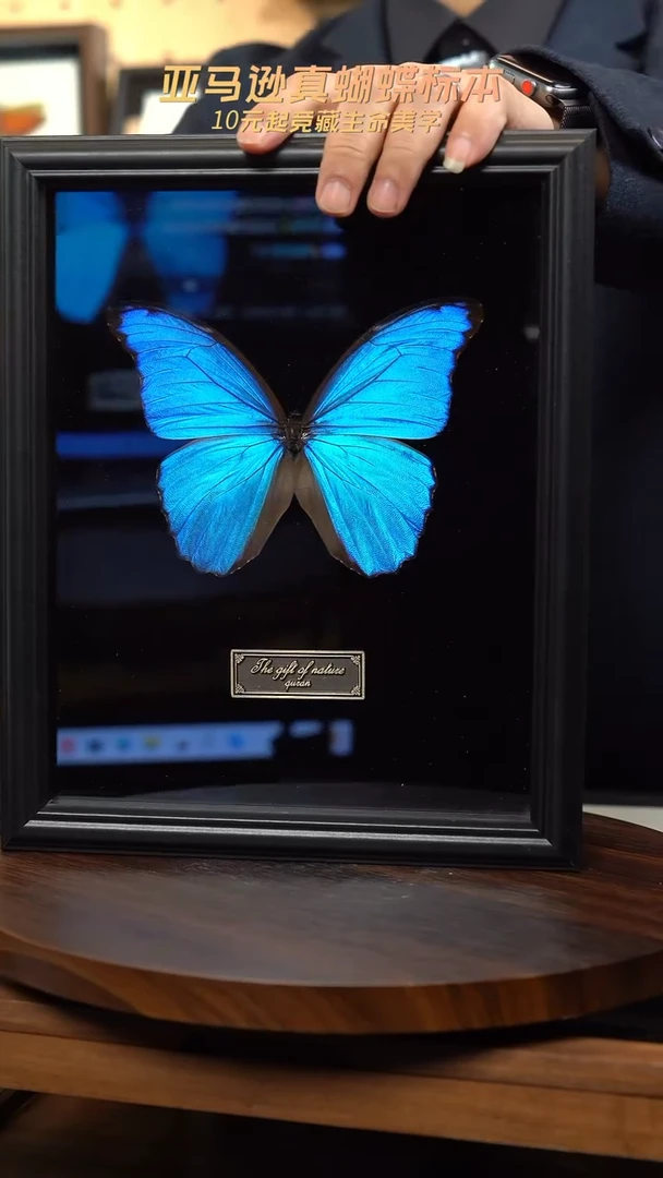 大蓝闪蝶黑绒底版10寸欧式框（带证书）
