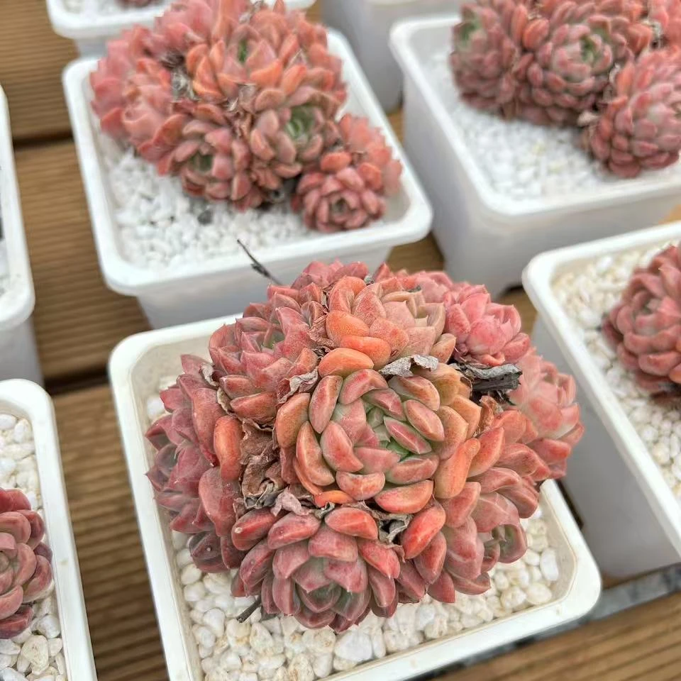 12#碎玉轩多肉植物 前男友精品多肉