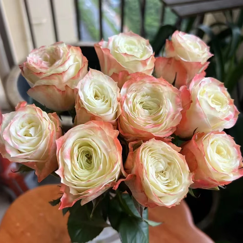 冒险玫瑰（收到醒花/任意两打包升级冷链快递）