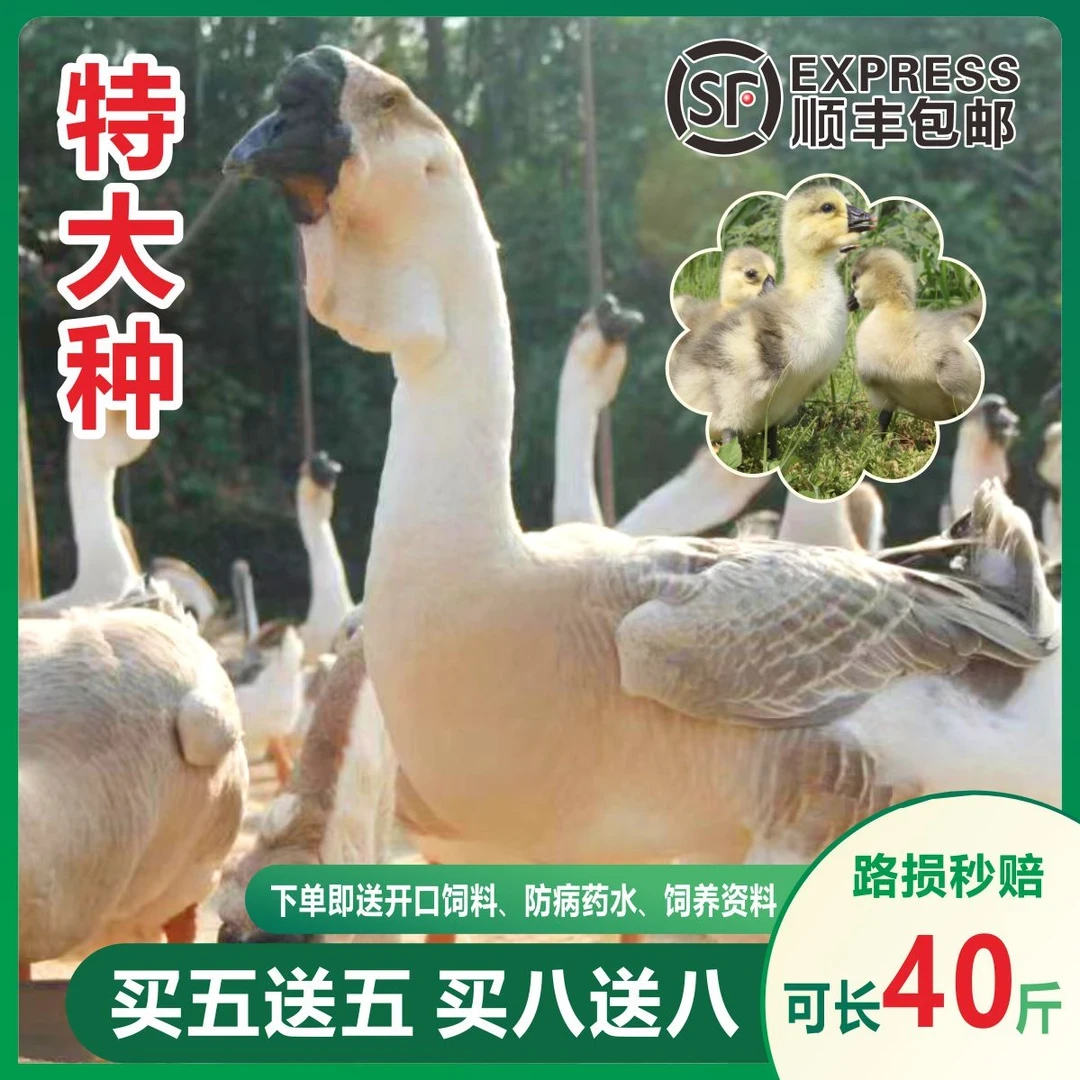 宠物狮头鹅【活的包邮】