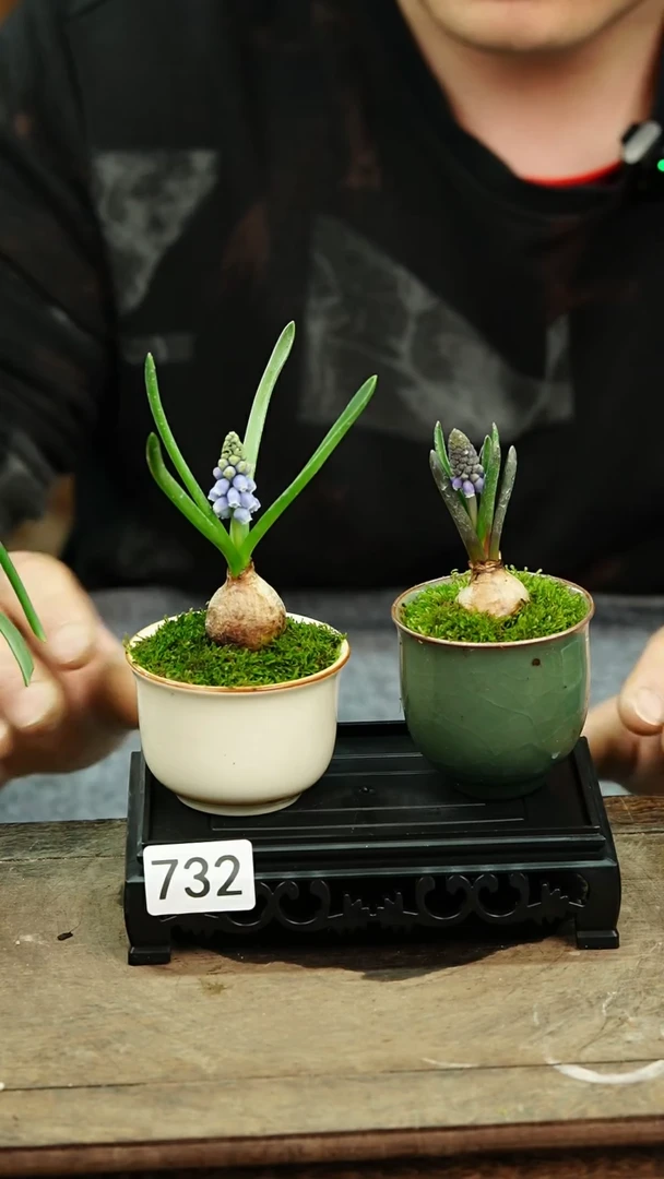【闪购商品】苔藓微景观732号