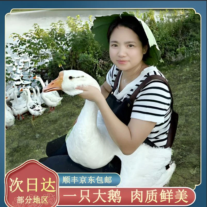 农家散养大白鹅青年鹅现宰现杀毛重14斤净重8斤左右 带内脏含心肝