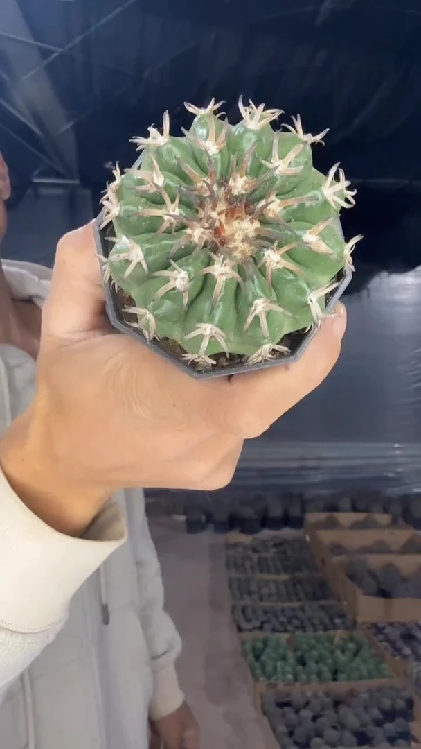 实生猫爪圆盘玉99.99